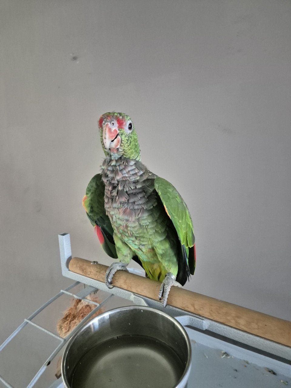 Tamme Amazone papegaai