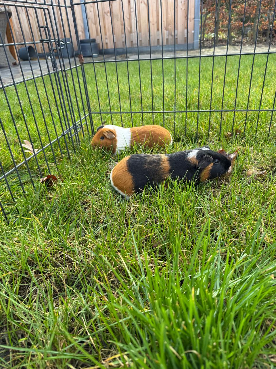 Mannetjes cavia’s