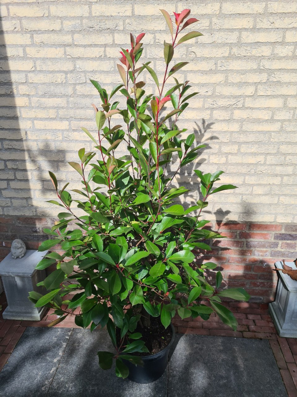 Photinia Fraseri - Red Robin haagplanten ca. 125-150 cm
