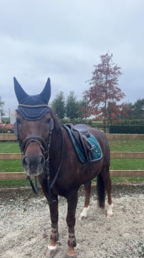 Pony