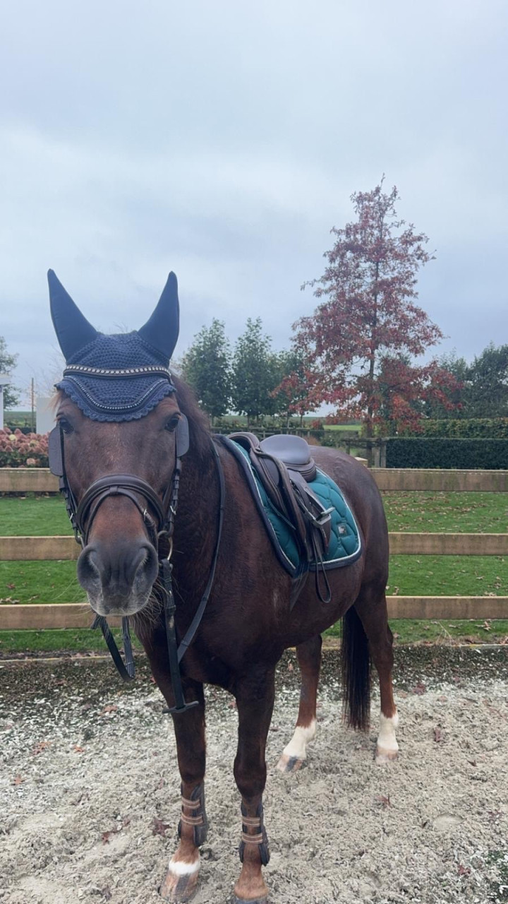 Pony