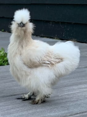 Zijdehoen hen met baard parelgrijs