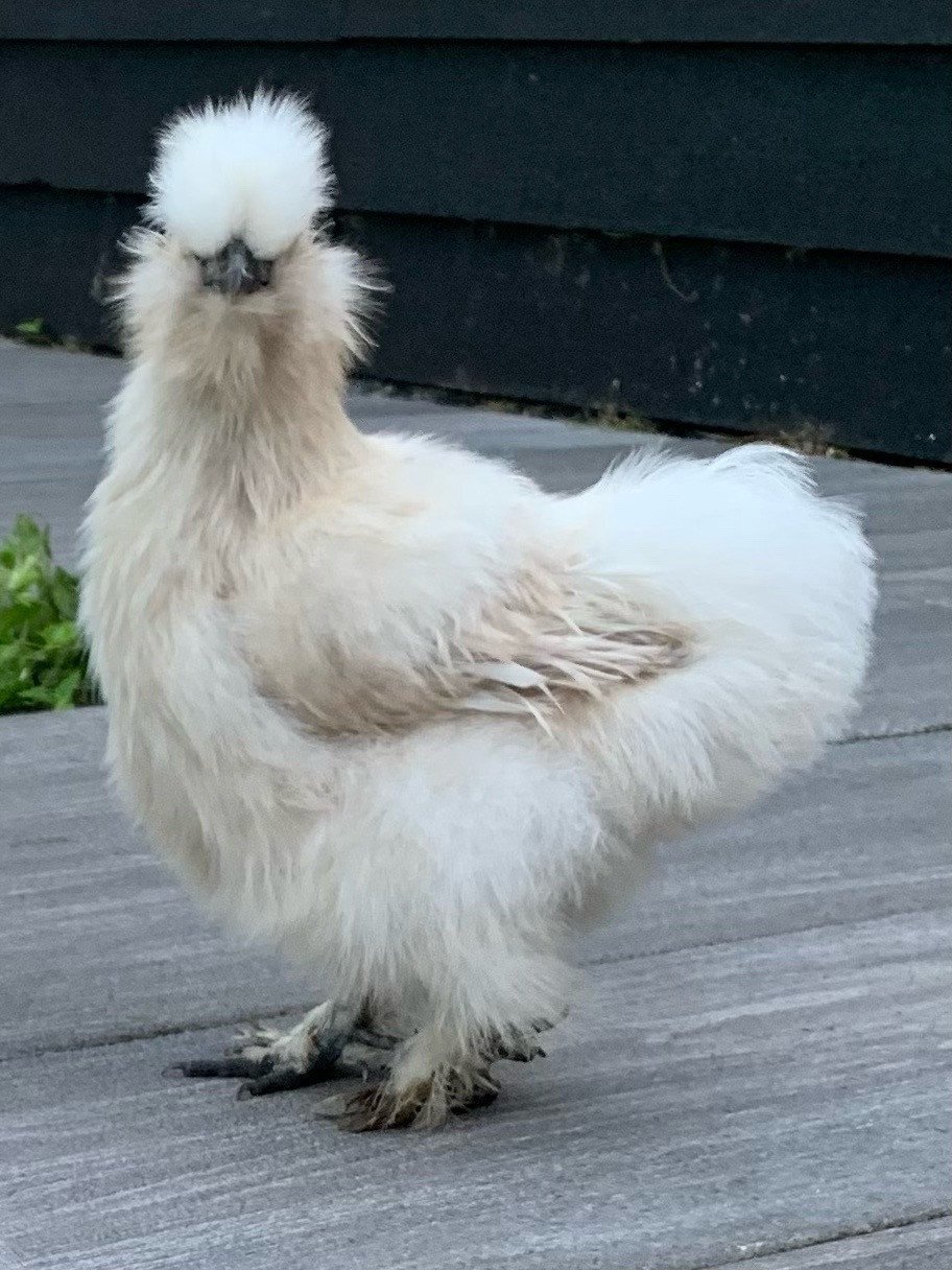 Zijdehoen hen met baard parelgrijs