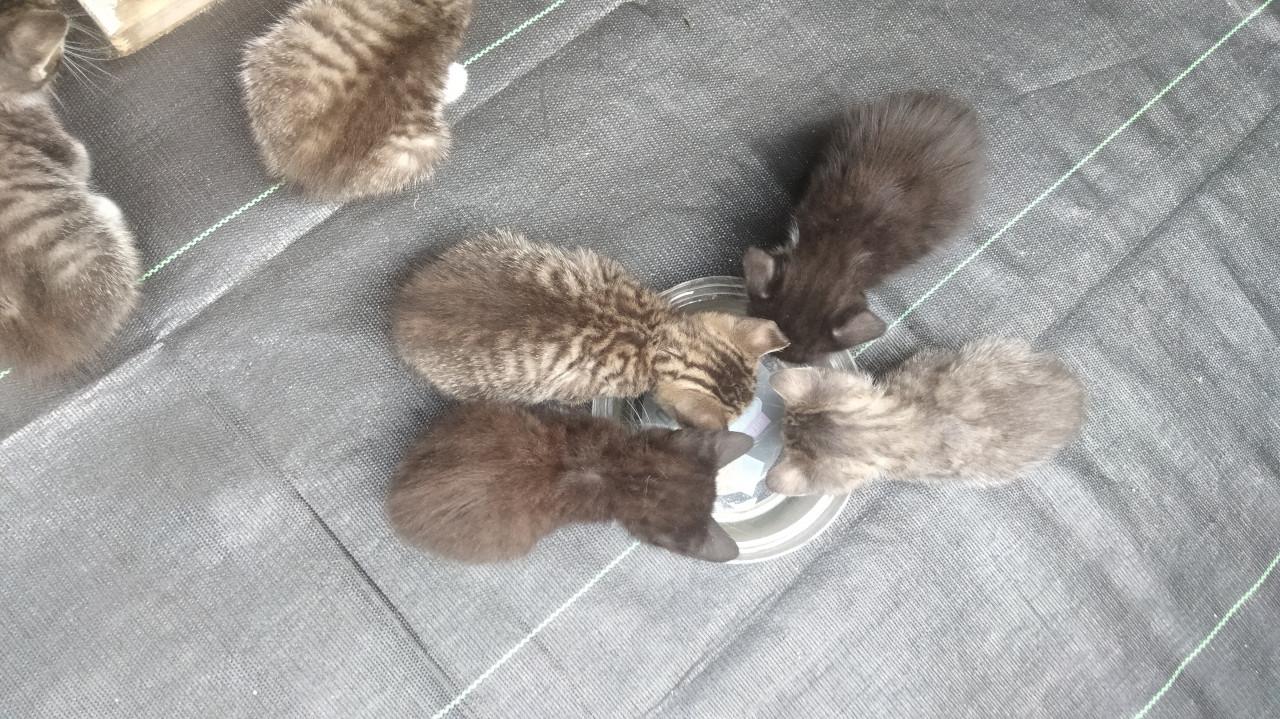 Kittens