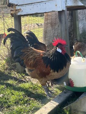 Prachtige vorwerk haan