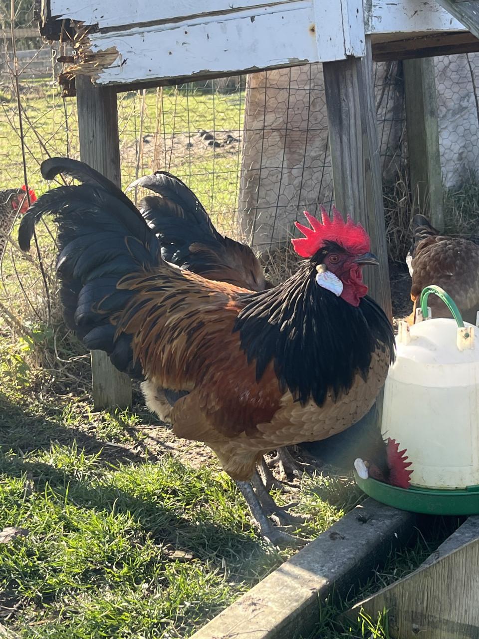 Prachtige vorwerk haan