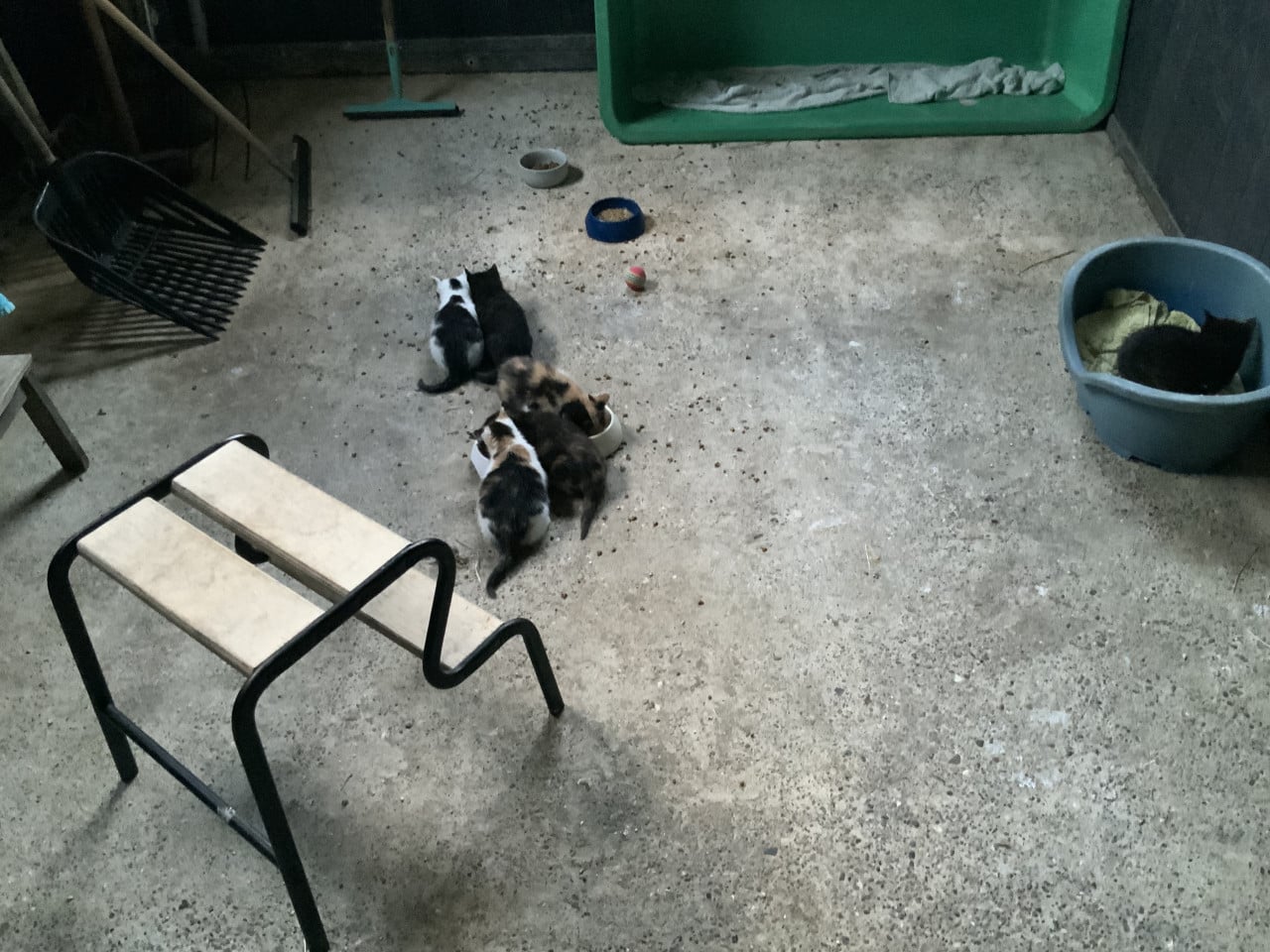 Kittens