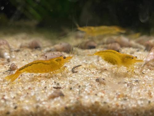 Yellow King Kong garnalen (caridina)