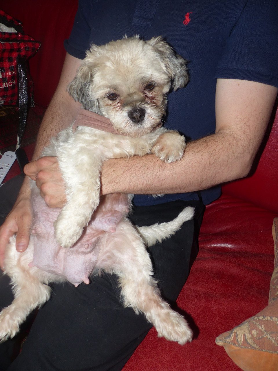 2 pups reutjes moeder Maltezer vader Yorkshire Terrier GEZOND SPEELS LIEF