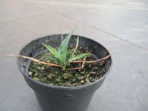 Yucca stekken