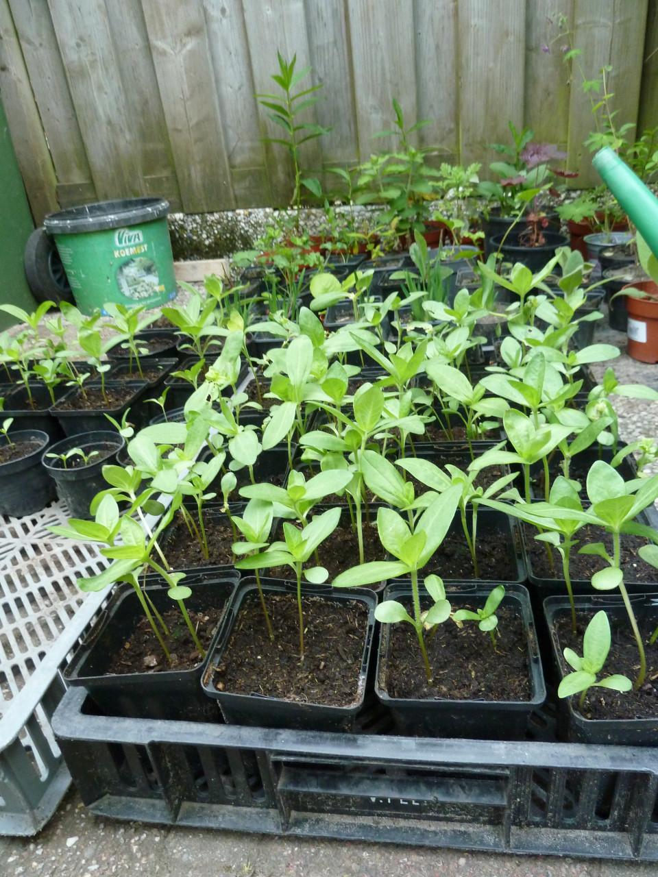 Zinnias