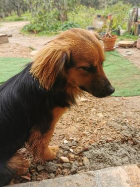 Vrolijk klein hondje