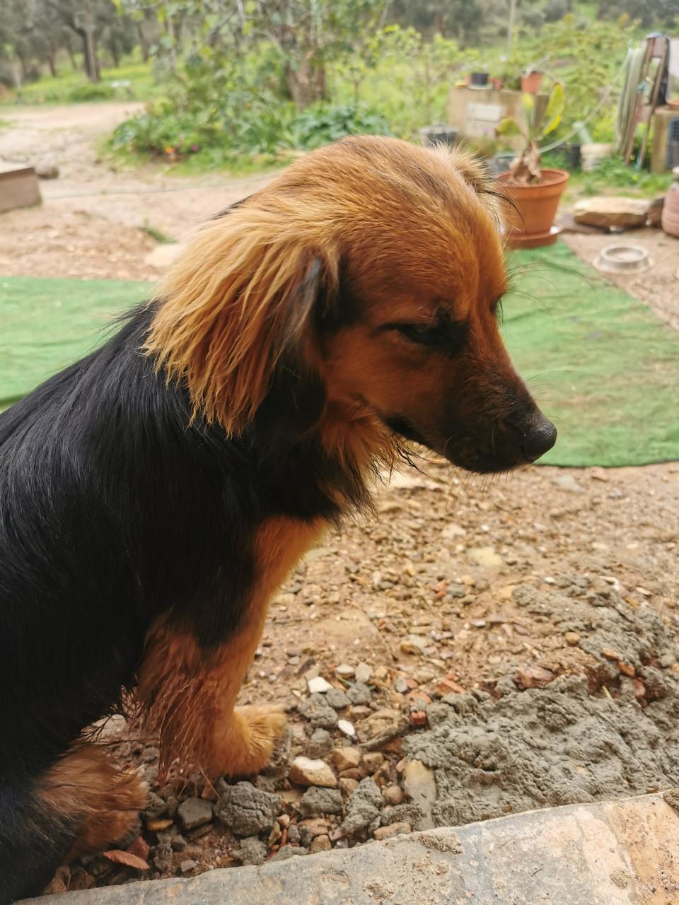 Vrolijk klein hondje