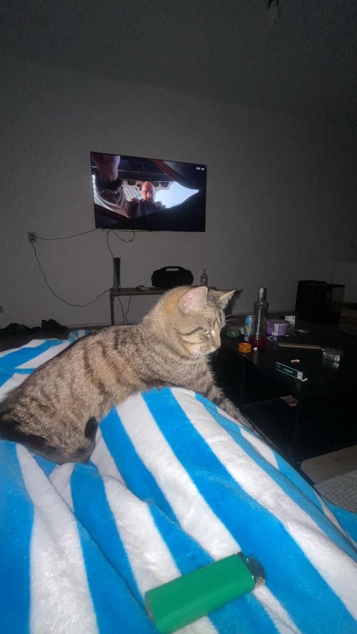 Grijze kater
