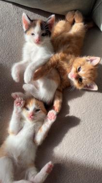 Kittens maine coone kruising