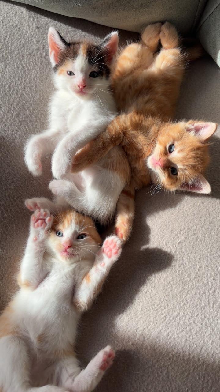 Kittens maine coone kruising