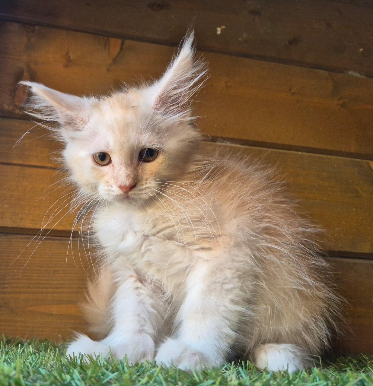 Maine coon kittens