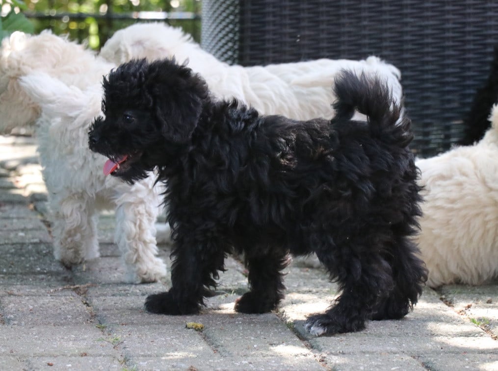Maltipoo pups beschikbaar