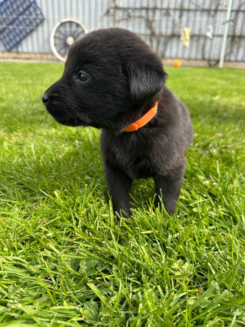 Puppy’s gekruisd met Labrador