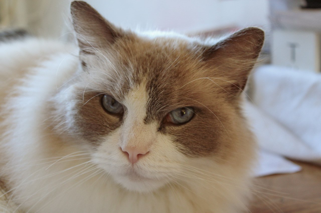 Lieve leuke kat