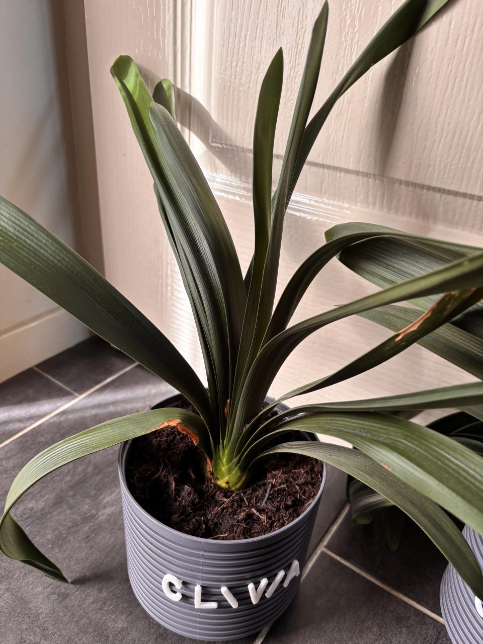 Kamer planten clivia’s