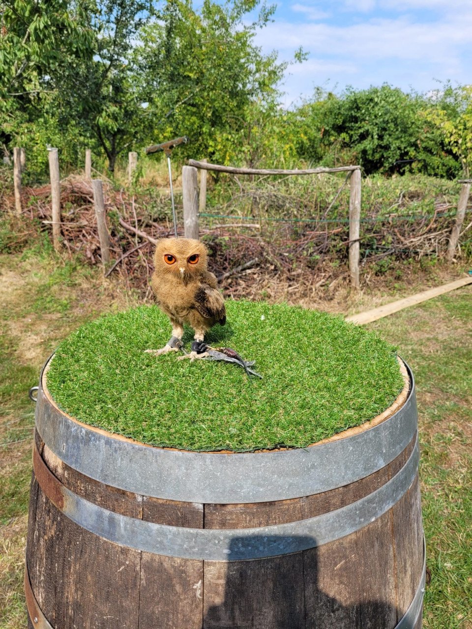 Roofvogels/uilen vliegshow 2 augustus open dag Ossenisse
