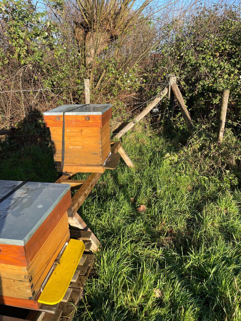 Gezocht bijenvolken zeeuws vlaanderen