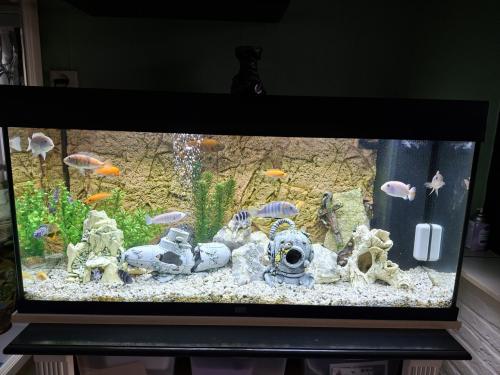 Aquarium juwel rio 180