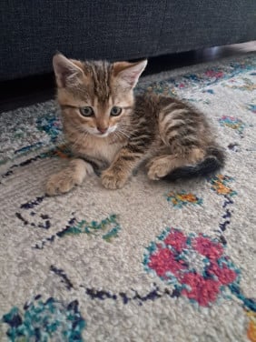 Kitten