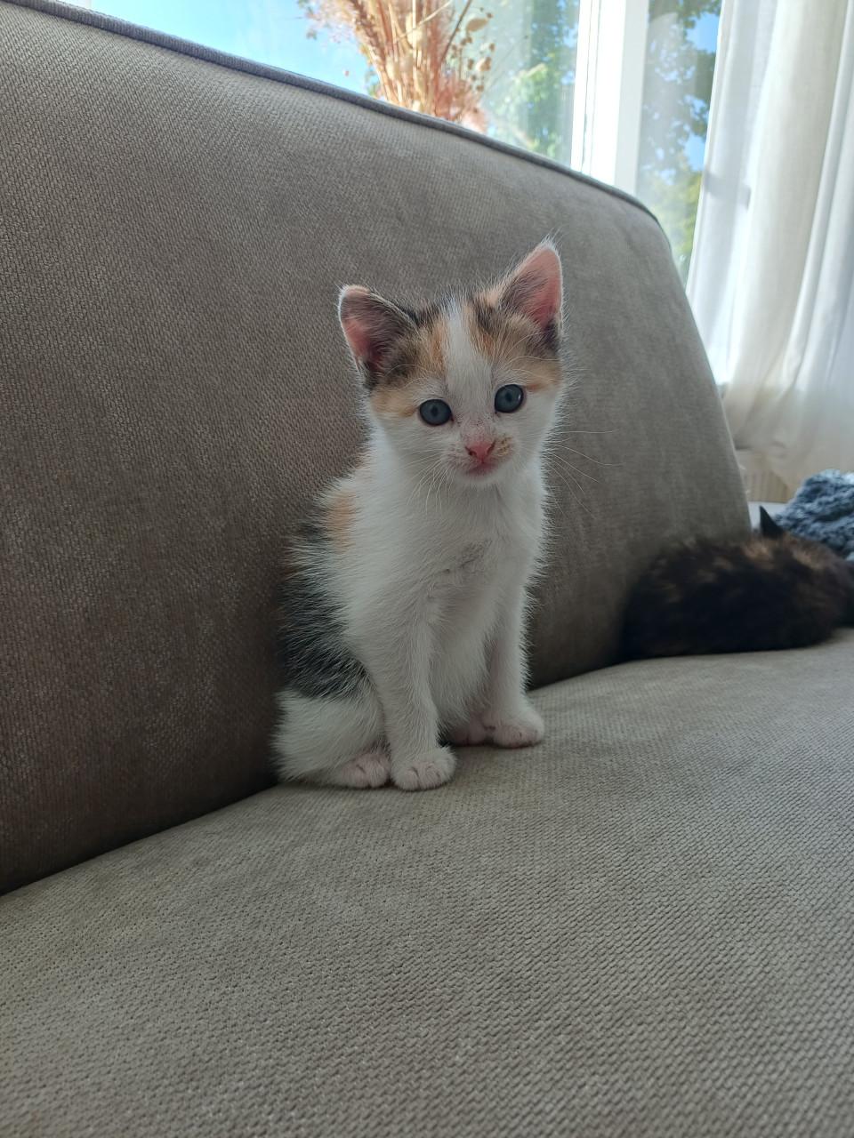 Kittens
