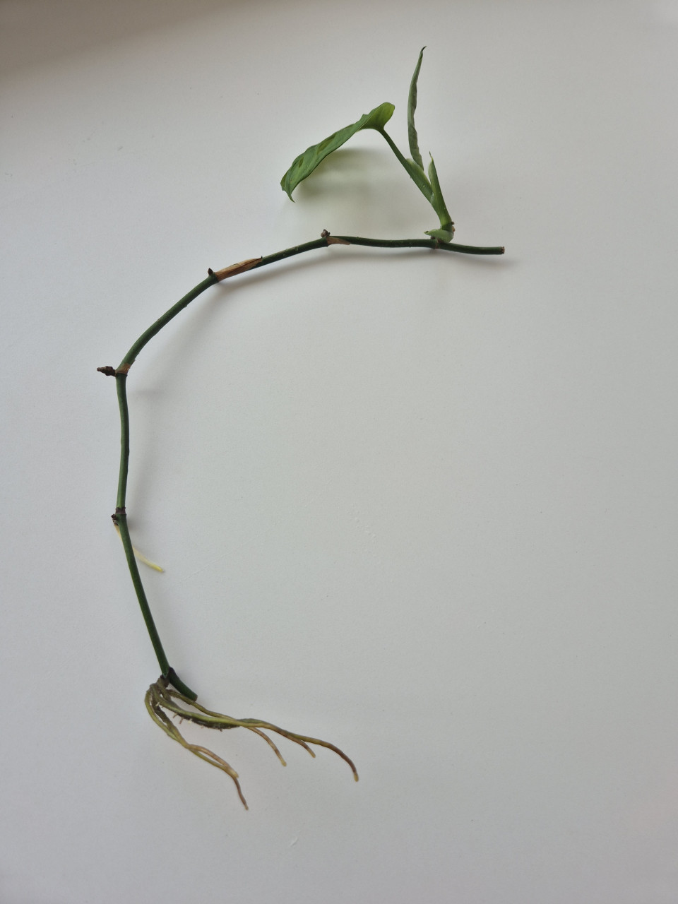 Monstera monkey mask stekje