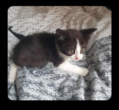 Kittens kitten poes poesjes kat katjes