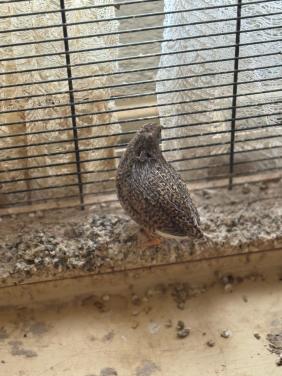 Chinese dwergkwartel hen