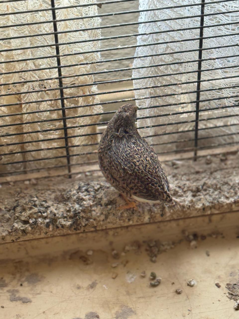 Chinese dwergkwartel hen