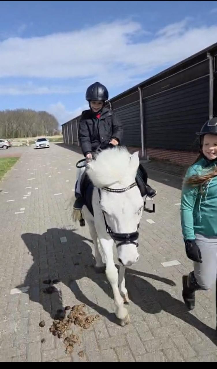 Brave allround kinderpony