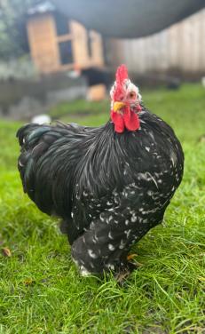 Cochin kruising molted haantje