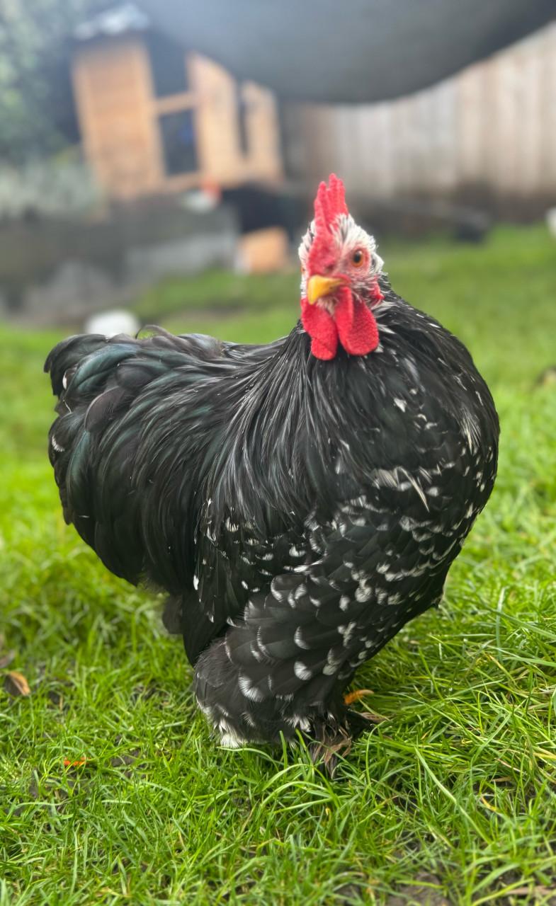 Cochin kruising molted haantje