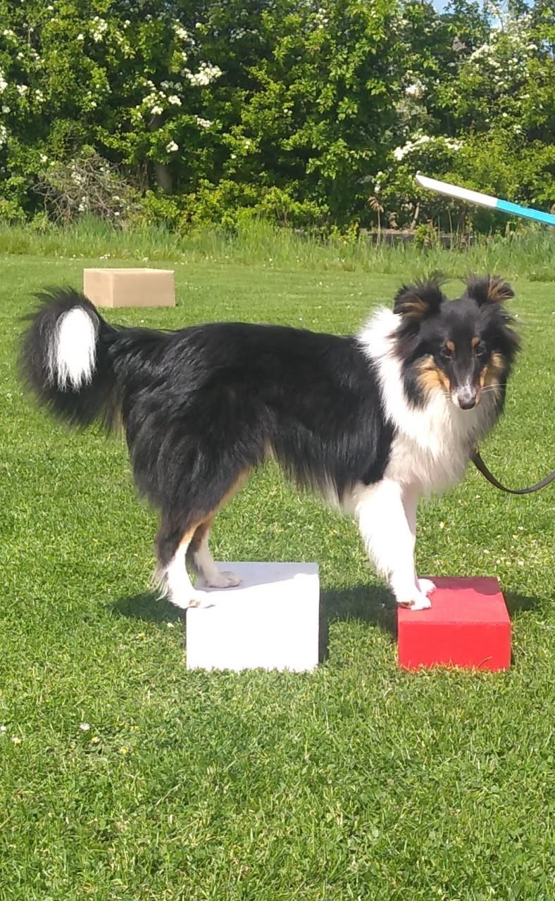 Hondenschool ter lering en vermaak