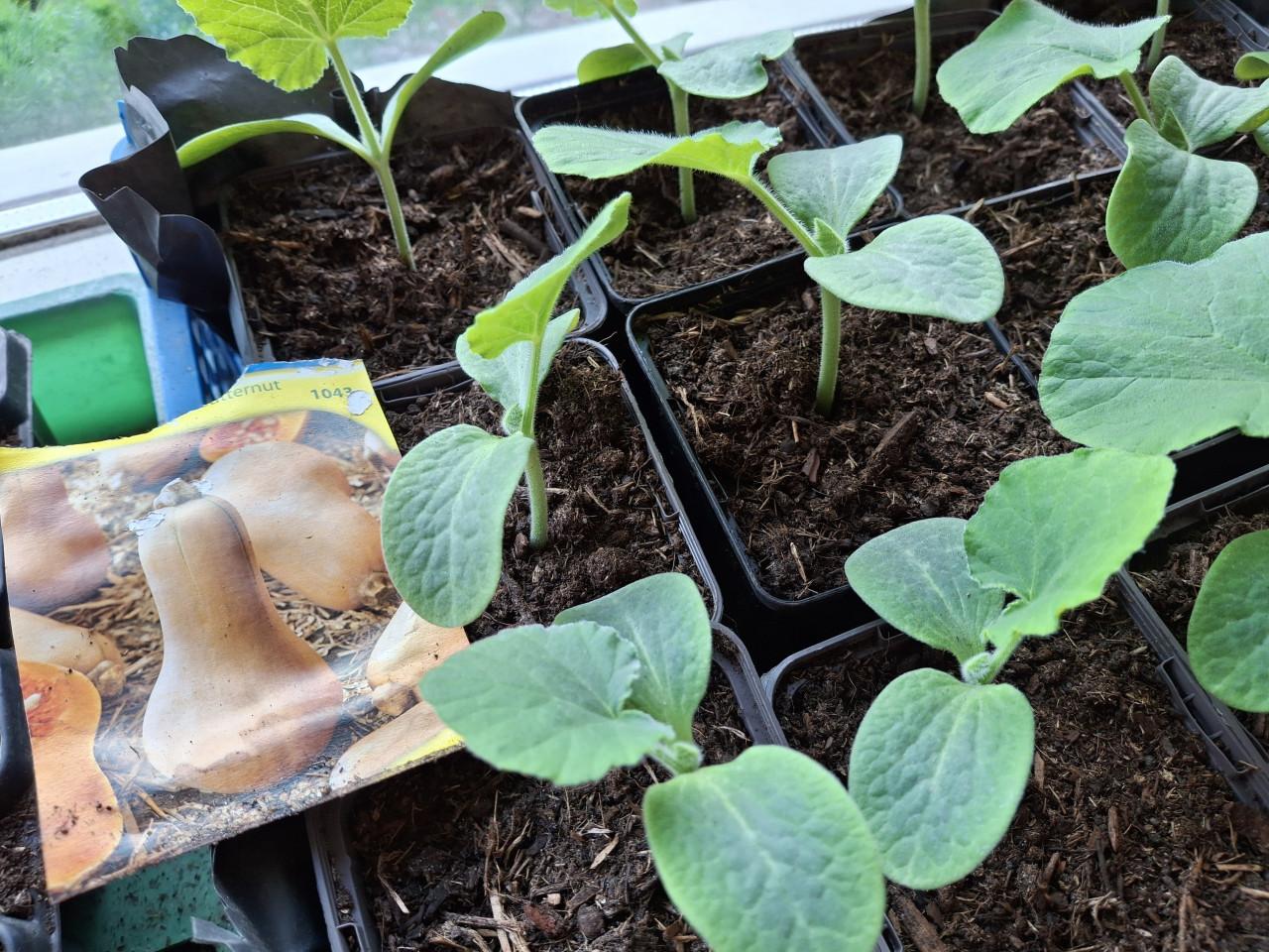 Pompoenplantjes