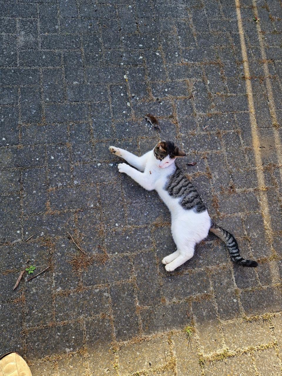 Vermist Mickey onze kater  wie heeft hem gezien .?