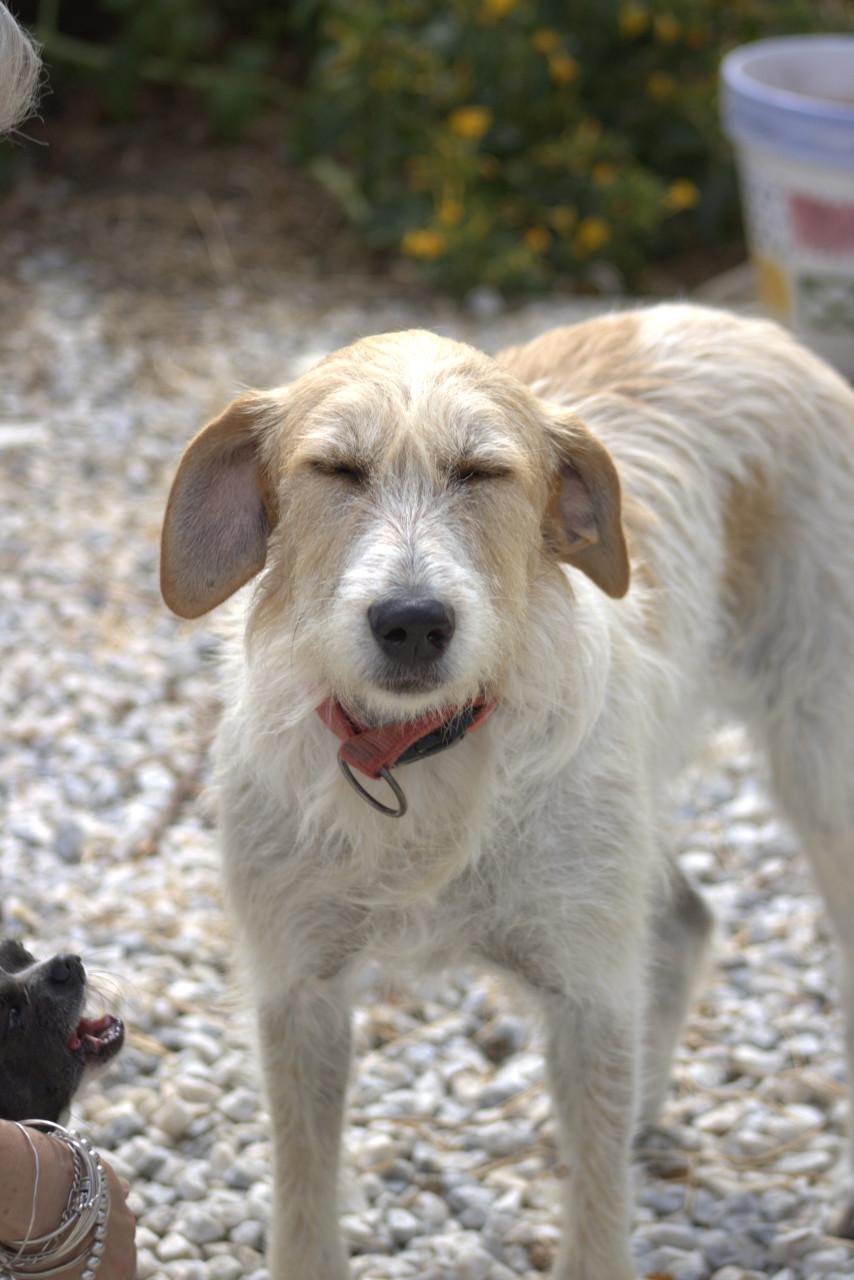 Alora Dog Rescue: Effie, wie geeft haar een thuis