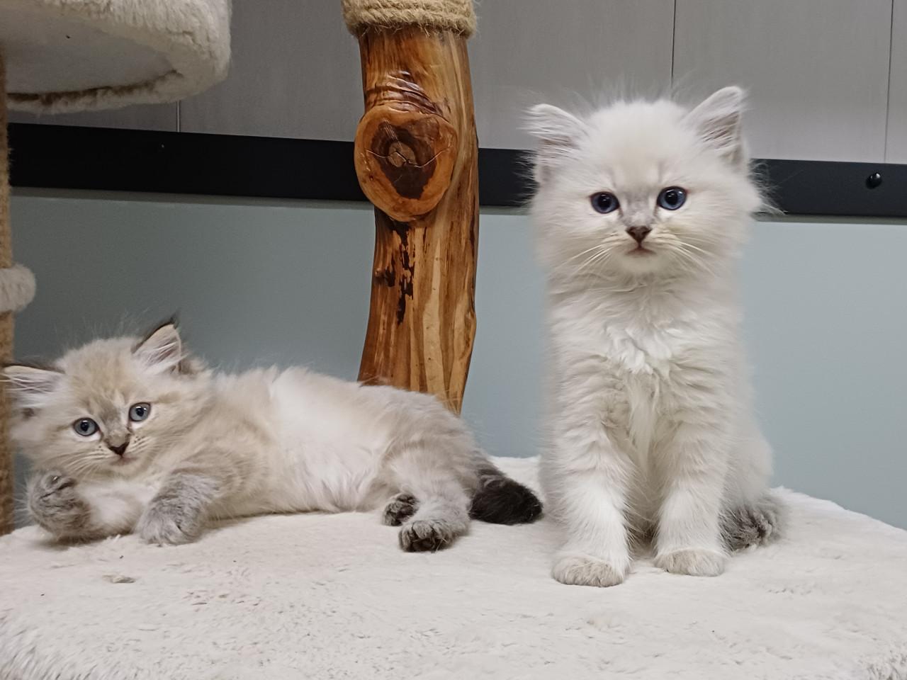 2 prachtige Ragdoll kittens beschikbaar (2 poesjes)