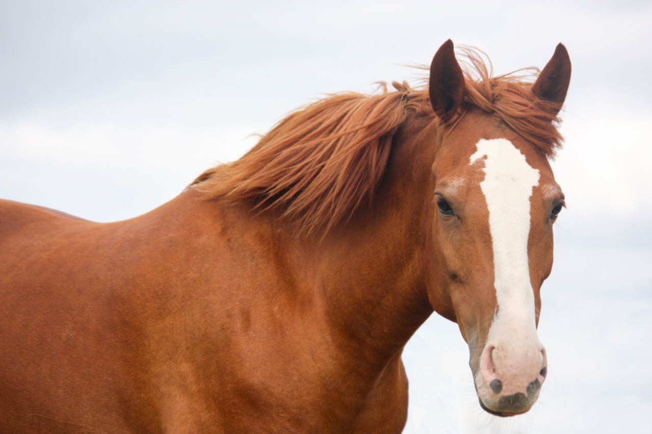 Bloedmooie merrie te koop