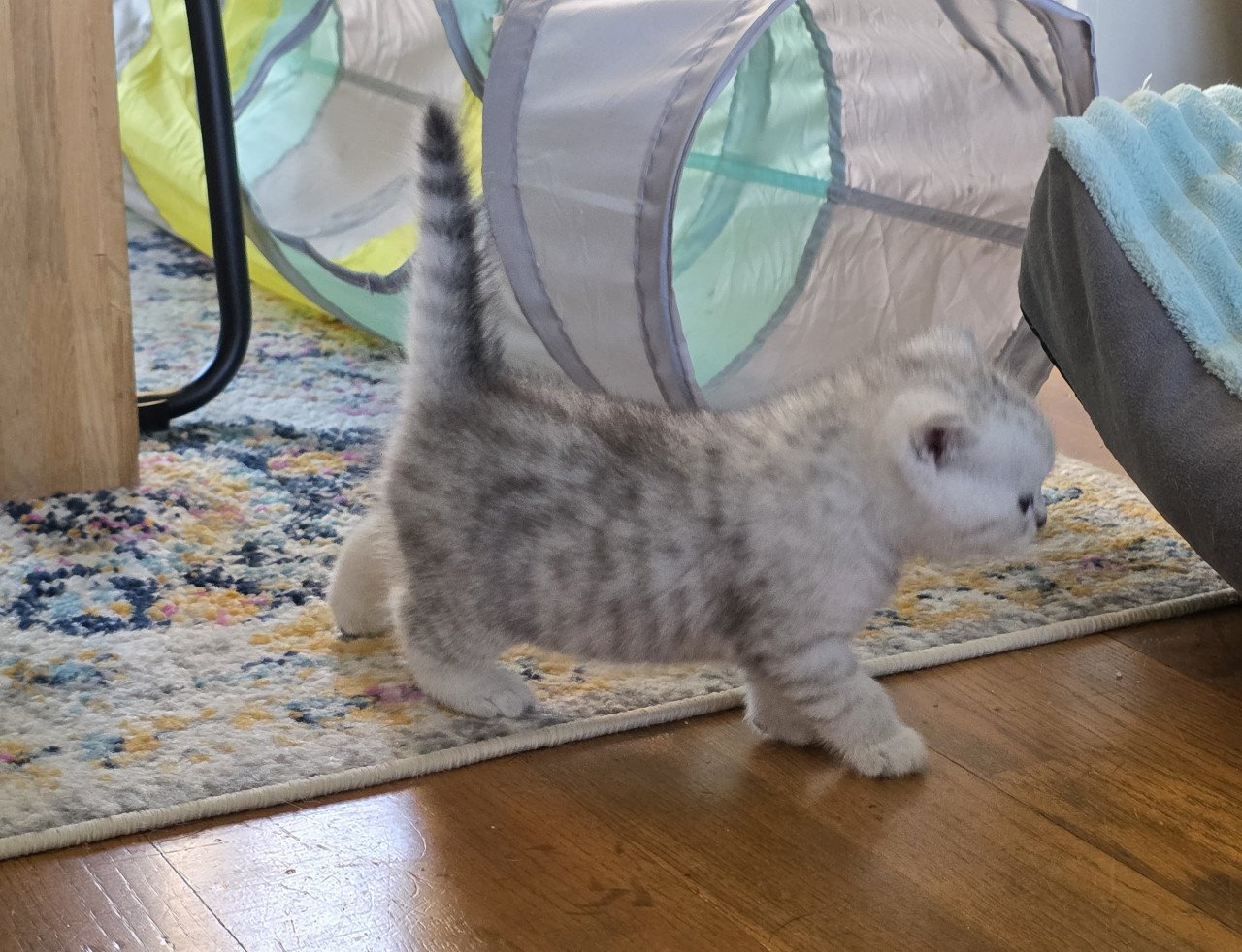 Brits korthaar silver tabby kittens