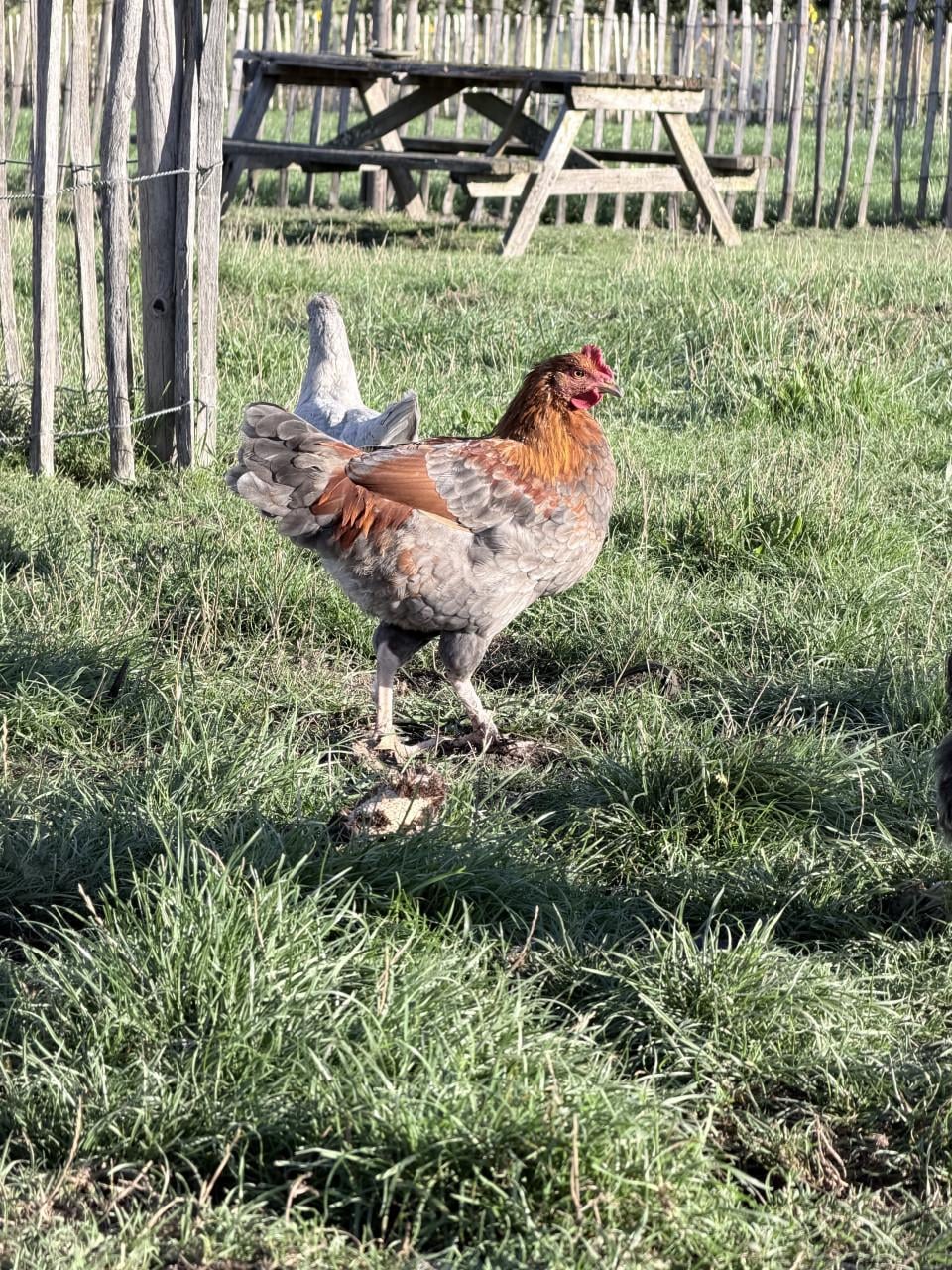 Kleurlegger hanen