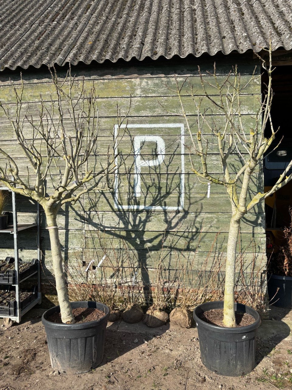PLANTENKWEKERIJ ‘t GROENE LAND
