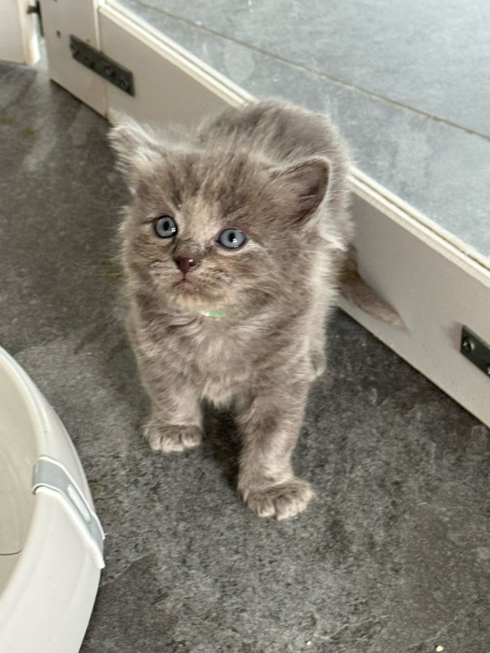 Aanhankelijke Ragdoll x Nebelung katertje