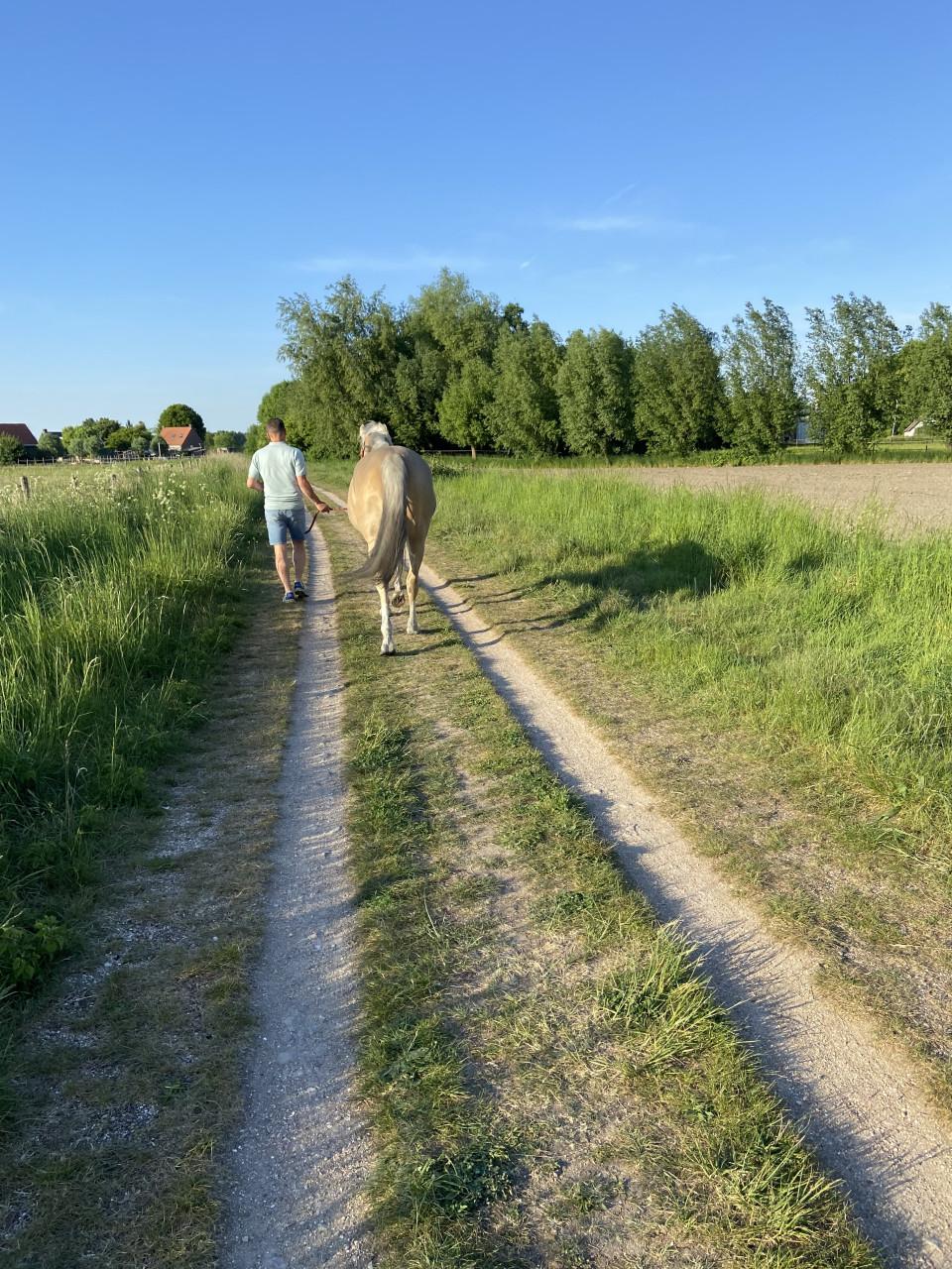 6-jarige PRE Palomino merrie