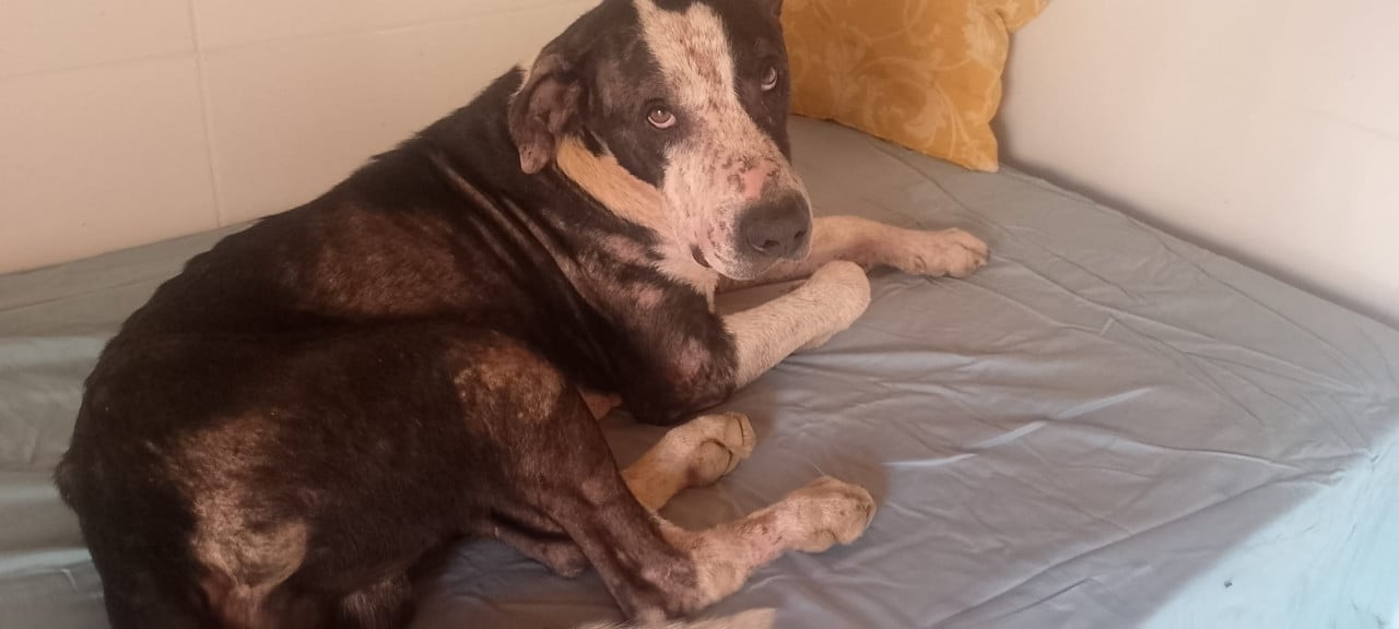 Alora Dog Rescue: Onyx, op tijd gered en nu klaar voor een nieuwe start