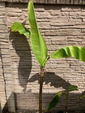 Bananenplant